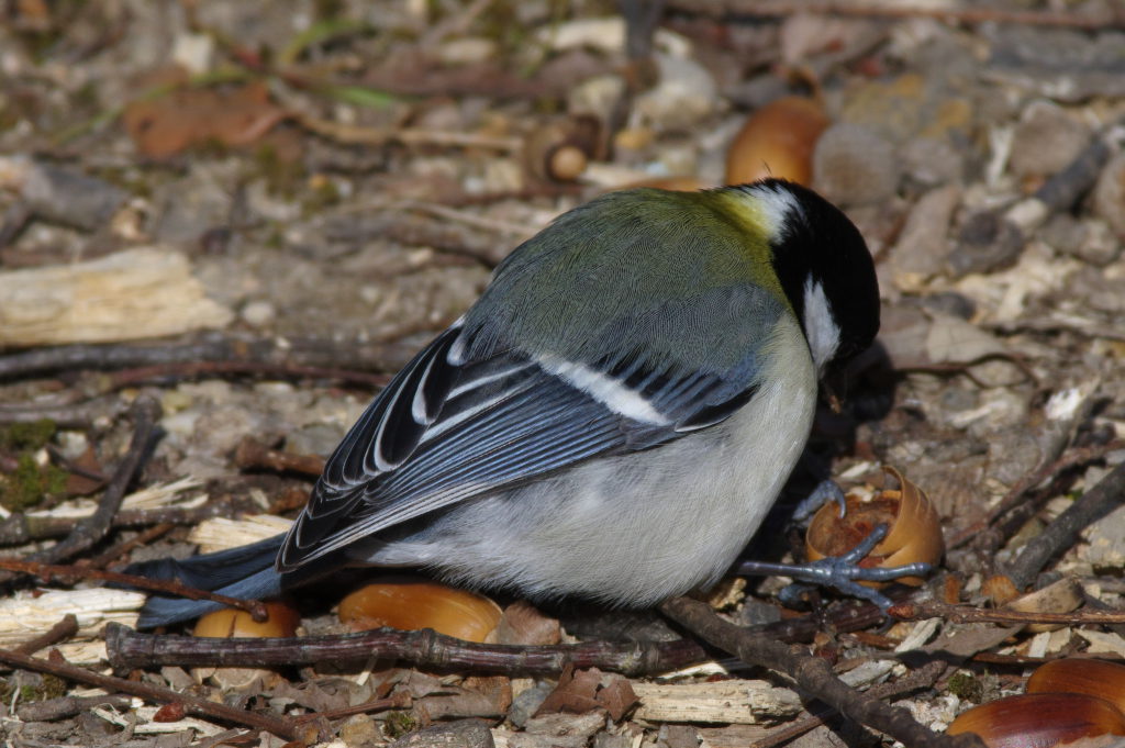 シジュウカラ